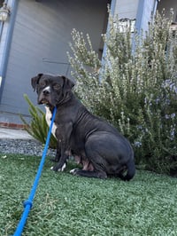 Tallulah - Photo 8