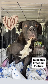 Tallulah - Photo 6