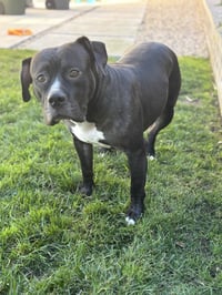 Tallulah - Photo 14