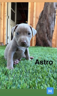 Luna’s Stars - Astro - Photo 1