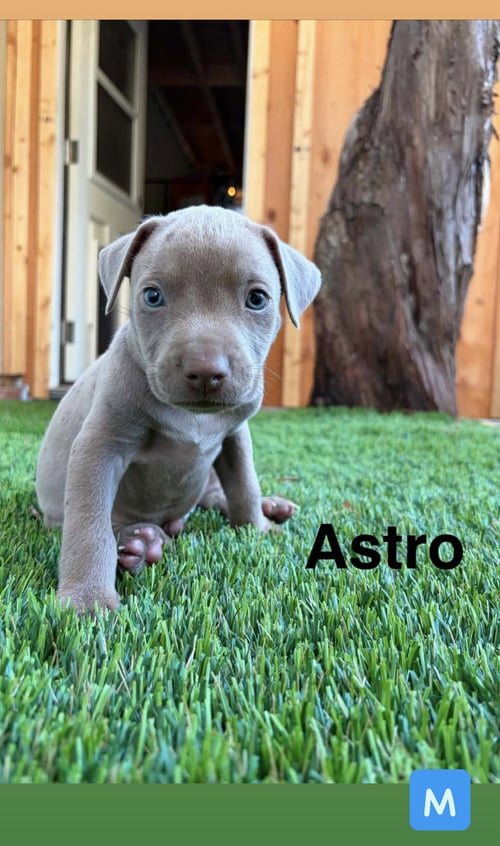 LUNA’S STARS - ASTRO - American Staffordshire Terrier available for adoption