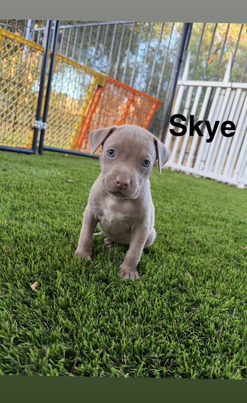 LUNA’S STARS - SKYE