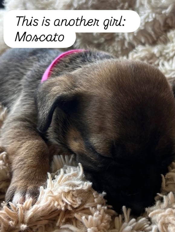 Anne’s Vines - Moscato Image