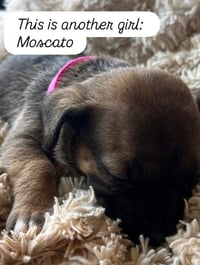 Anne’s Vines - Moscato - Photo 1