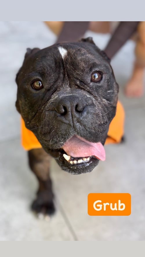 GRUB - American Staffordshire Terrier available for adoption