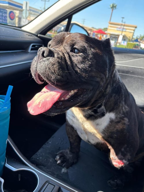 GRUB - American Staffordshire Terrier available for adoption