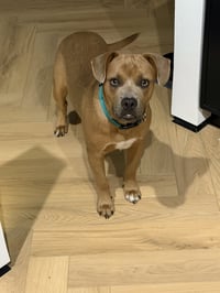 Dingo - Photo 4