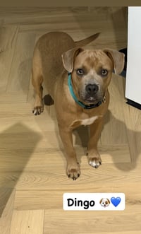 Dingo - Photo 1