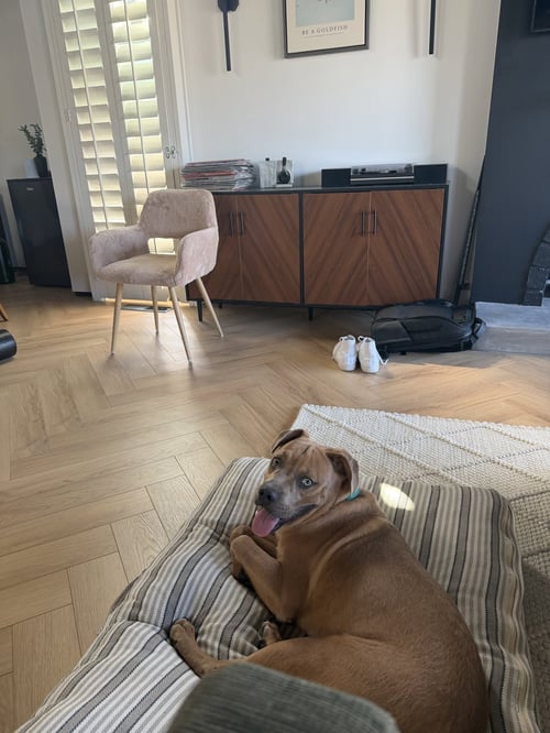 DINGO - American Staffordshire Terrier available for adoption