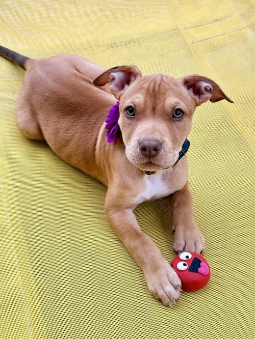 LUNA’S STARS - STAR - American Staffordshire Terrier for adoption in San Diego