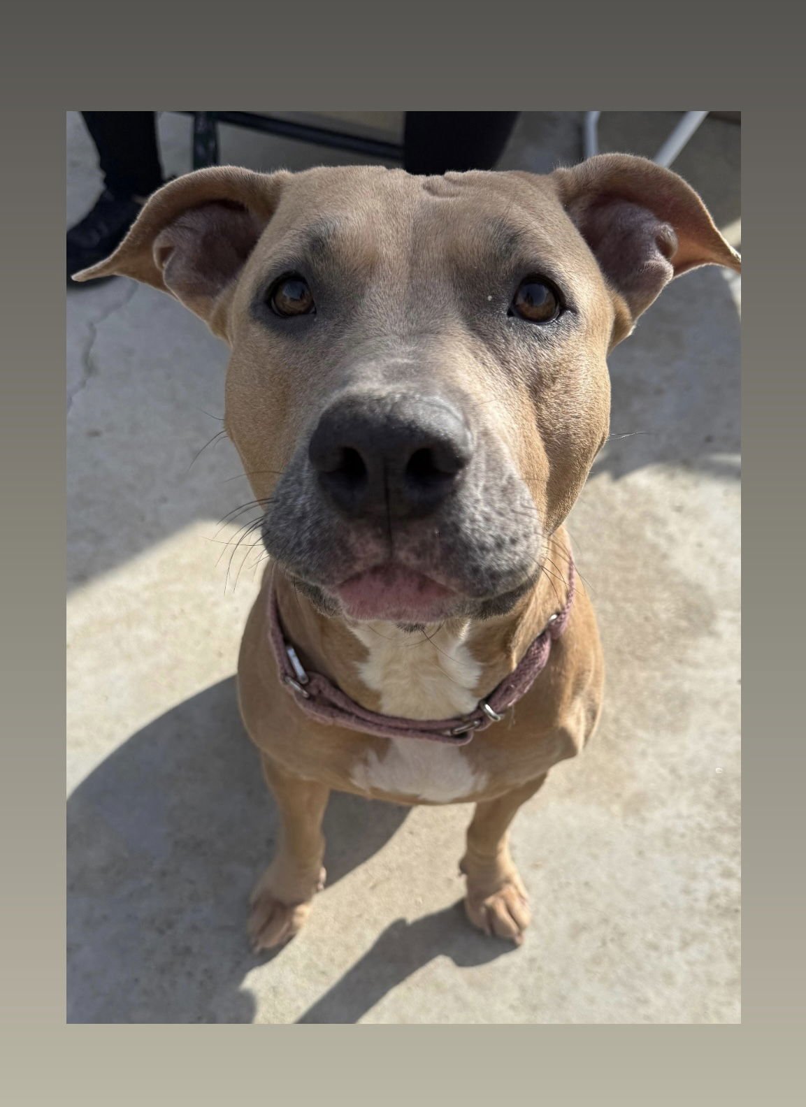 ARYA - American Staffordshire Terrier / Pit Bull Terrier available for adoption