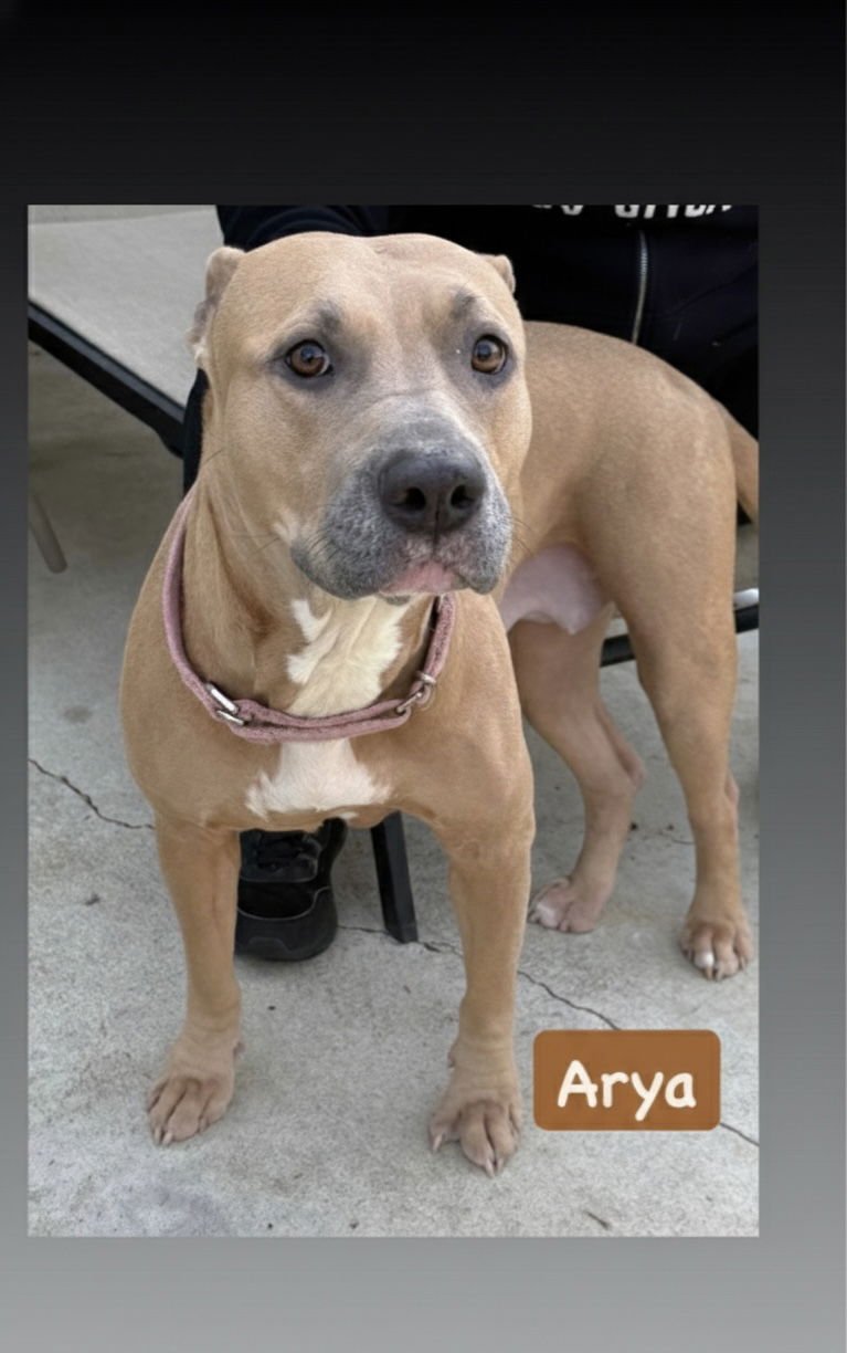 ARYA - American Staffordshire Terrier / Pit Bull Terrier available for adoption