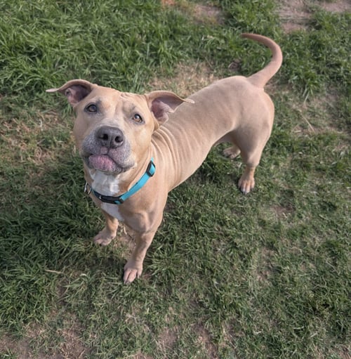 ARYA - American Staffordshire Terrier / Pit Bull Terrier available for adoption