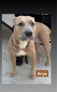 Arya - Photo 4
