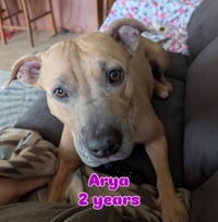 Arya - Photo 9