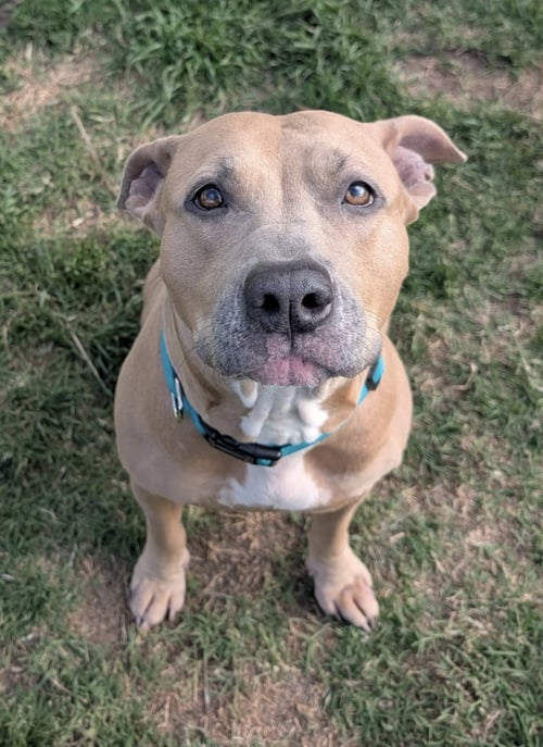 ARYA - American Staffordshire Terrier / Pit Bull Terrier available for adoption