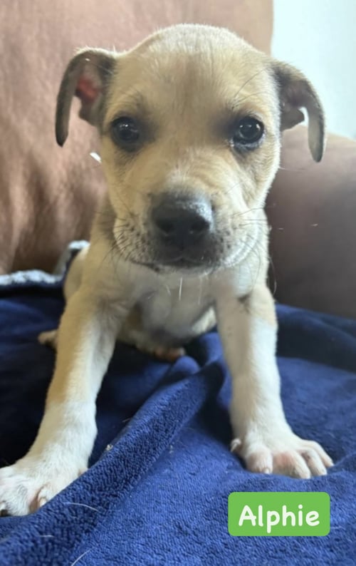 ALPHIE - American Staffordshire Terrier available for adoption