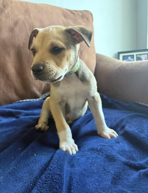 ALPHIE - American Staffordshire Terrier available for adoption