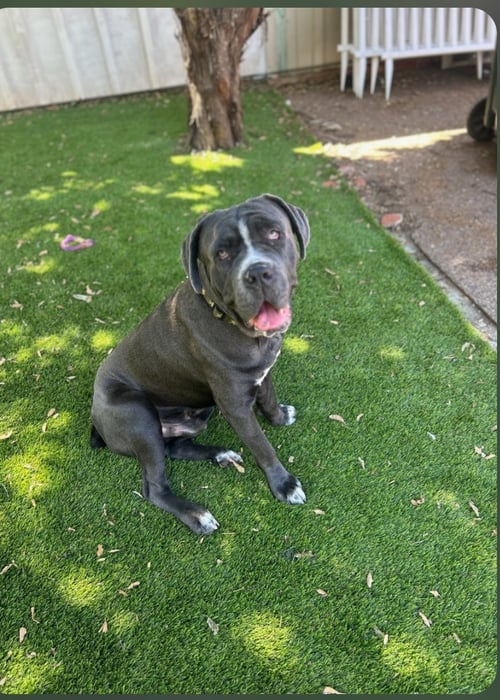 BRODY "FACILITATED ADOPTION" - American Staffordshire Terrier available for adoption