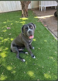 Brody "Facilitated Adoption" - Photo 3