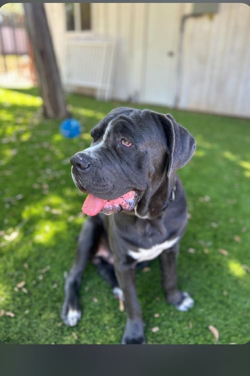 BRODY "FACILITATED ADOPTION" - American Staffordshire Terrier available for adoption