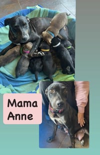 Anne - Photo 1
