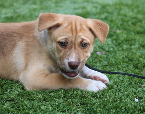 DREAMER *COURTESY LISTING* - Husky available for adoption