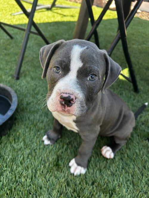 JP  AKA JOHN PAUL - American Staffordshire Terrier available for adoption