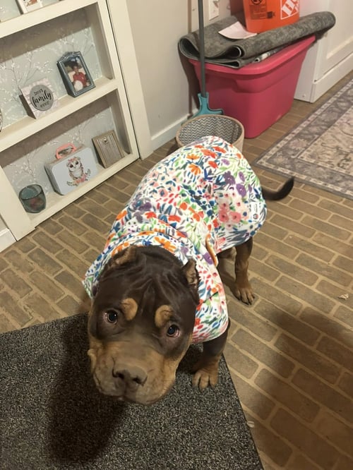 BUTTERCUP - American Staffordshire Terrier / Pit Bull Terrier available for adoption