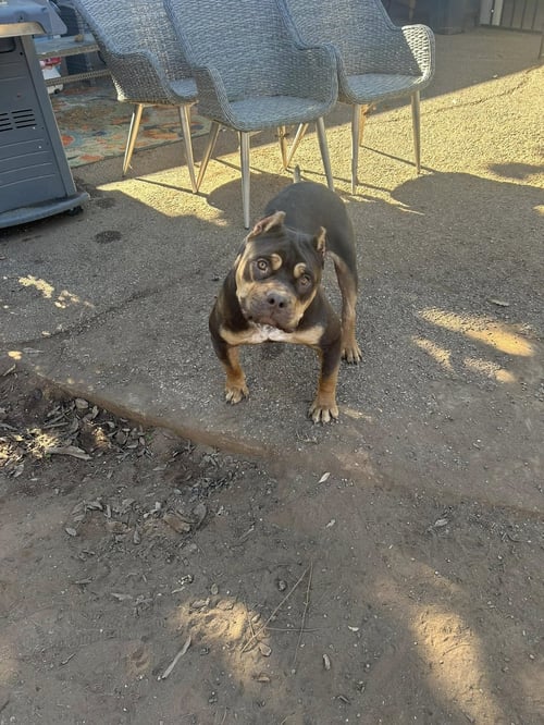 BUTTERCUP - American Staffordshire Terrier / Pit Bull Terrier available for adoption