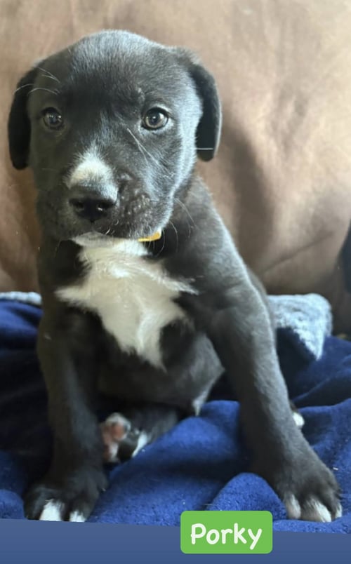 PORKY - American Staffordshire Terrier available for adoption