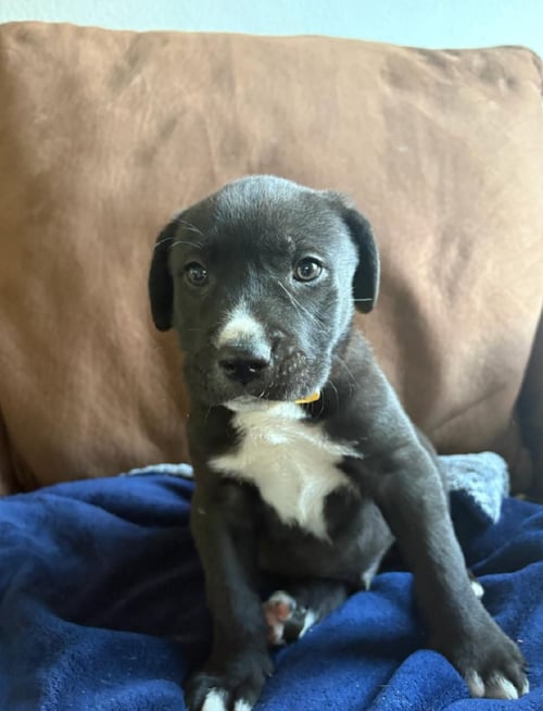 PORKY - American Staffordshire Terrier available for adoption