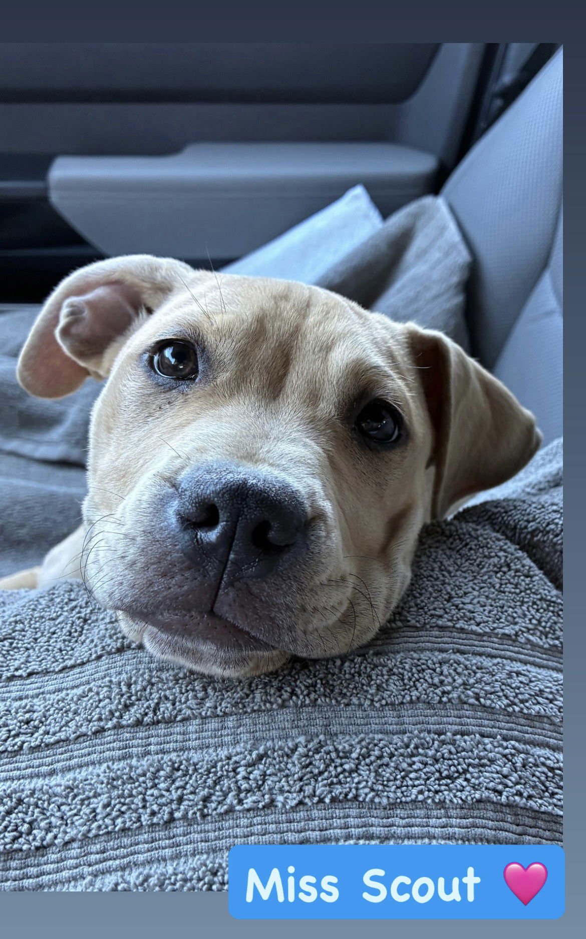 SCOUT - American Staffordshire Terrier / Labrador Retriever available for adoption