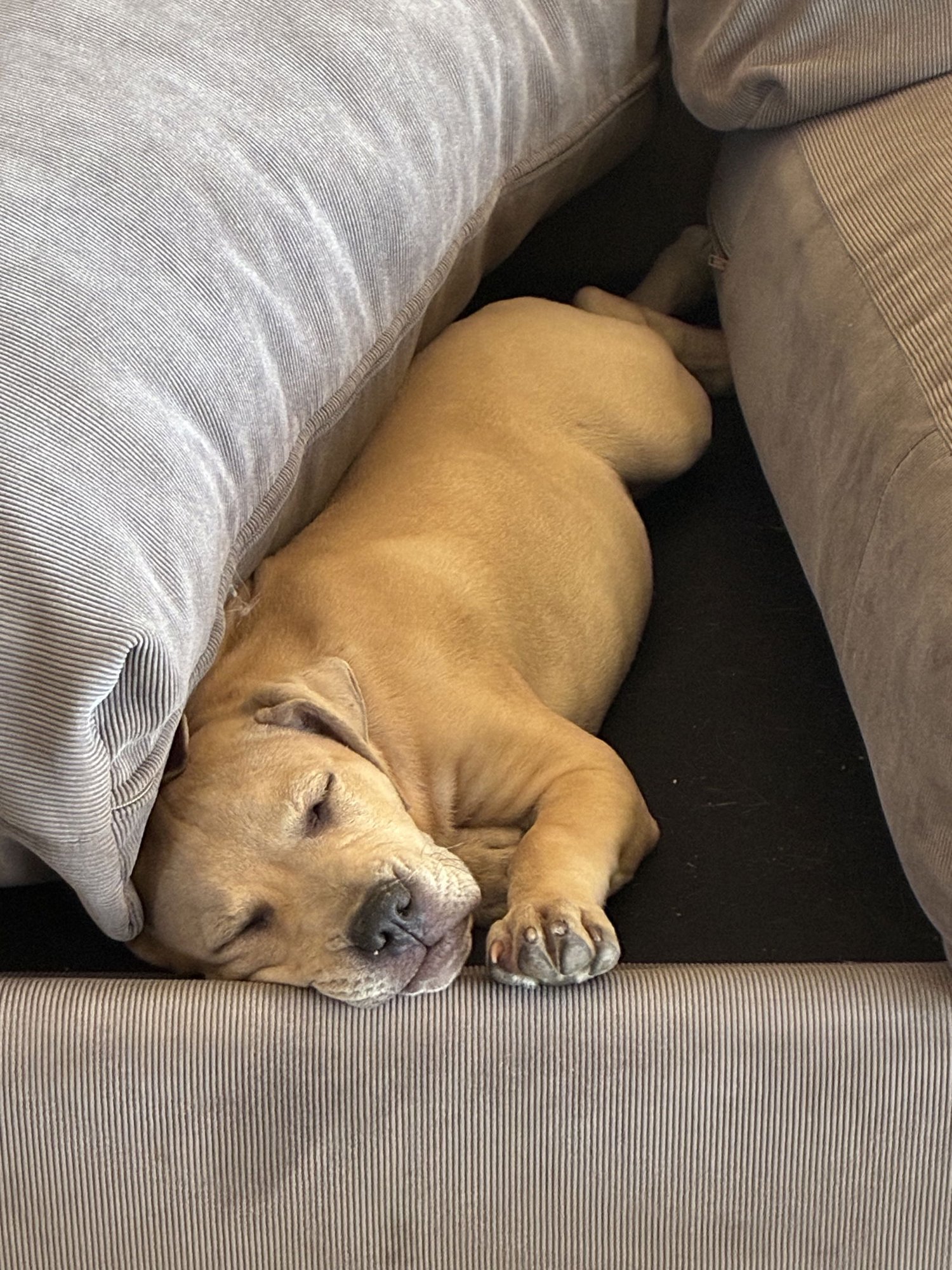 SCOUT - American Staffordshire Terrier / Labrador Retriever available for adoption