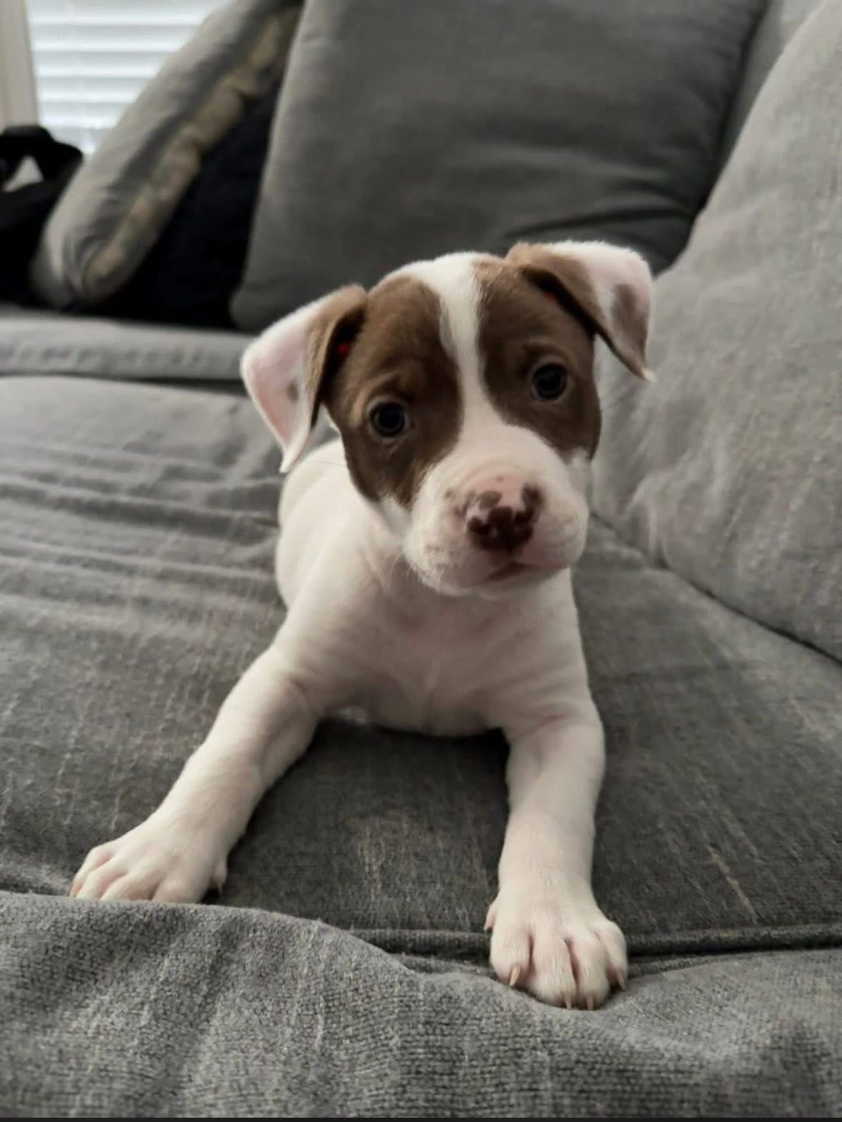 DOLLY - American Staffordshire Terrier available for adoption