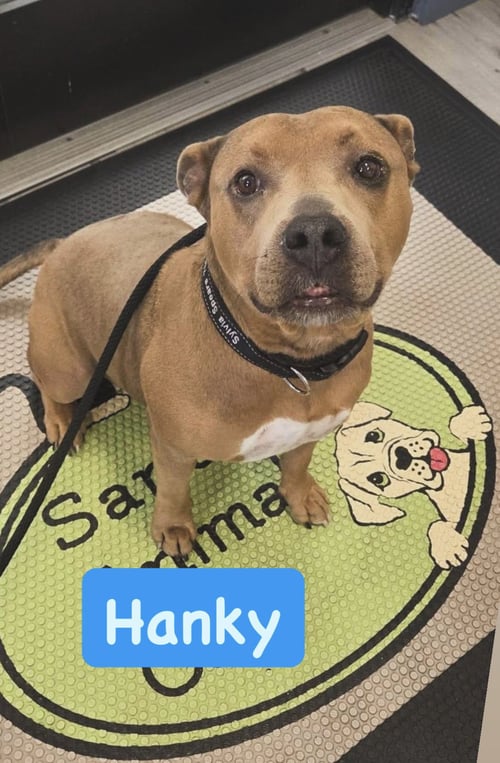 HANKY - American Staffordshire Terrier available for adoption