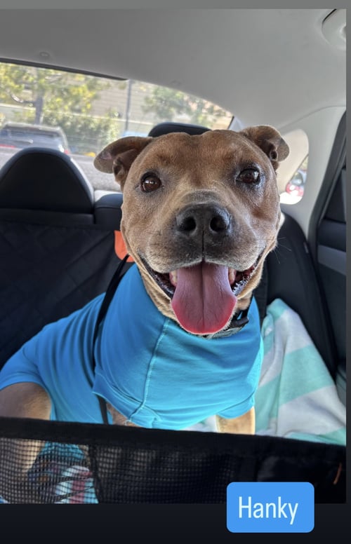 HANKY - American Staffordshire Terrier available for adoption