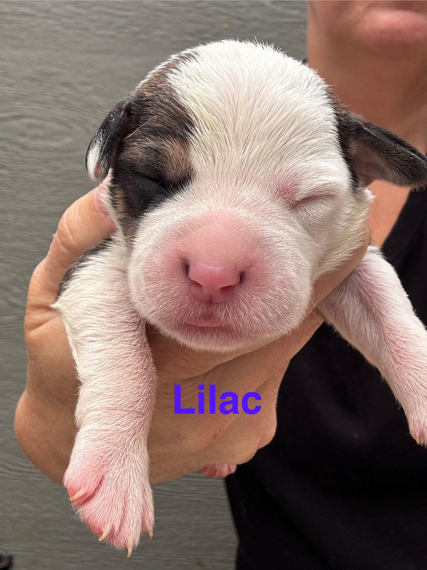 LILLY’S FLOWERS - LILAC - American Staffordshire Terrier available for adoption