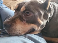 Brownie - Photo 7