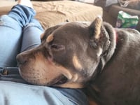 Brownie - Photo 8