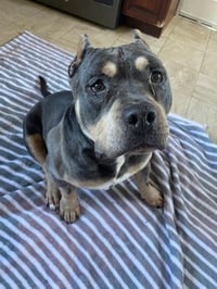 Brownie - Photo 10
