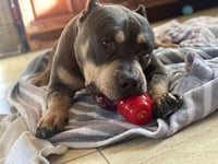 Brownie - Photo 9