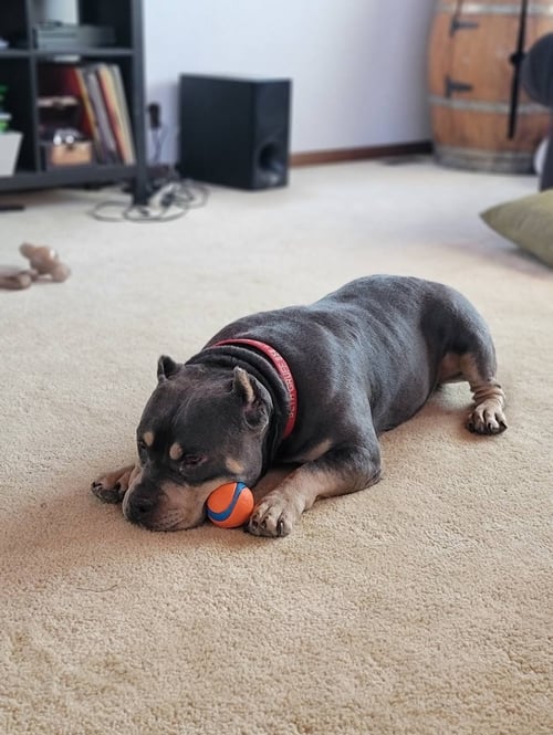 BROWNIE - American Staffordshire Terrier available for adoption