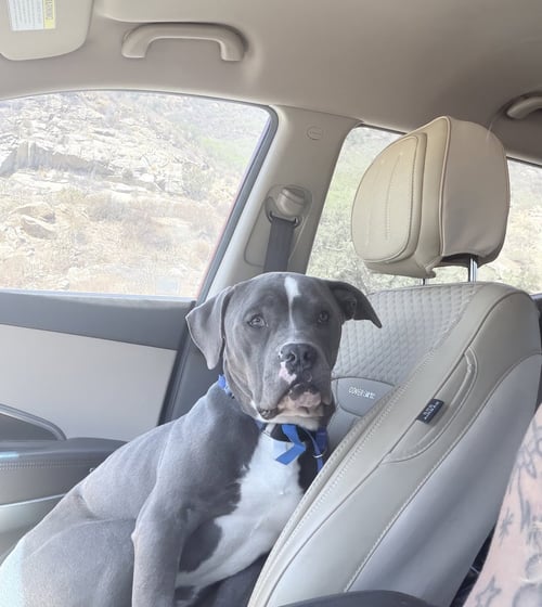 BERNARDO - American Staffordshire Terrier available for adoption