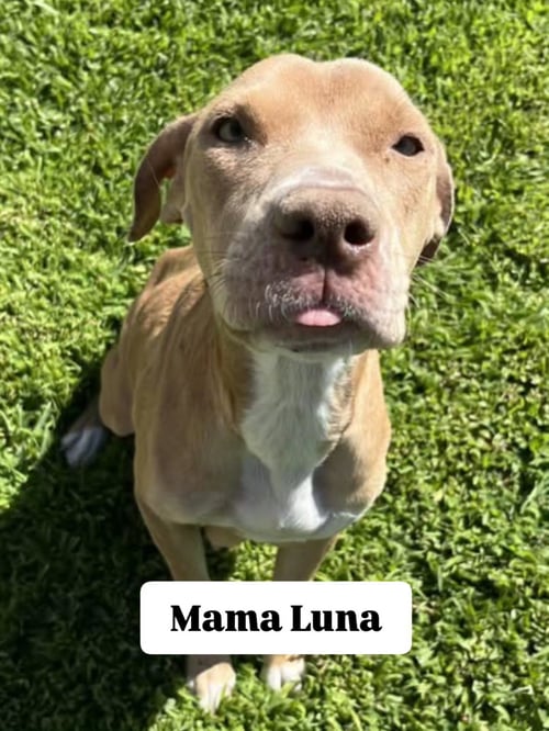 LUNA - American Staffordshire Terrier available for adoption