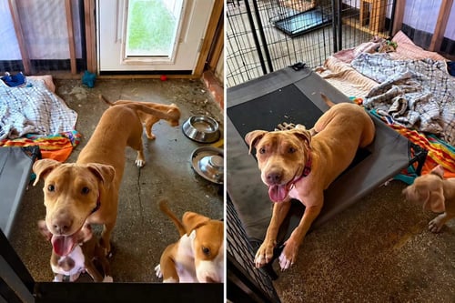 LUNA - American Staffordshire Terrier available for adoption