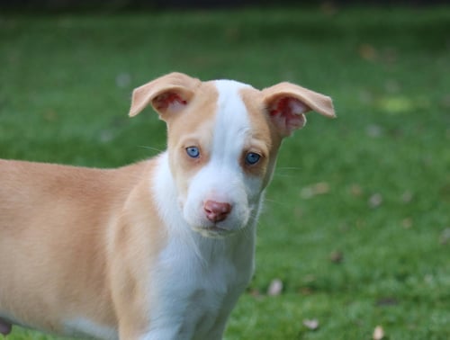 WATCHER - *COURTESY LISTING* - Husky available for adoption