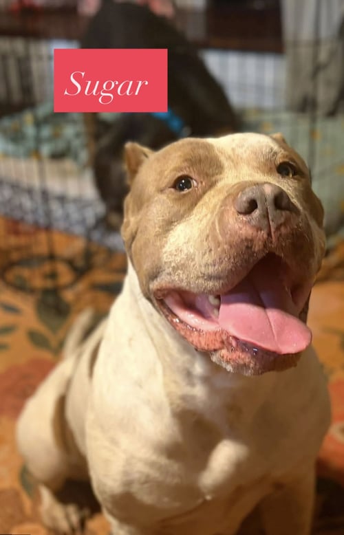 SUGAR - American Staffordshire Terrier available for adoption