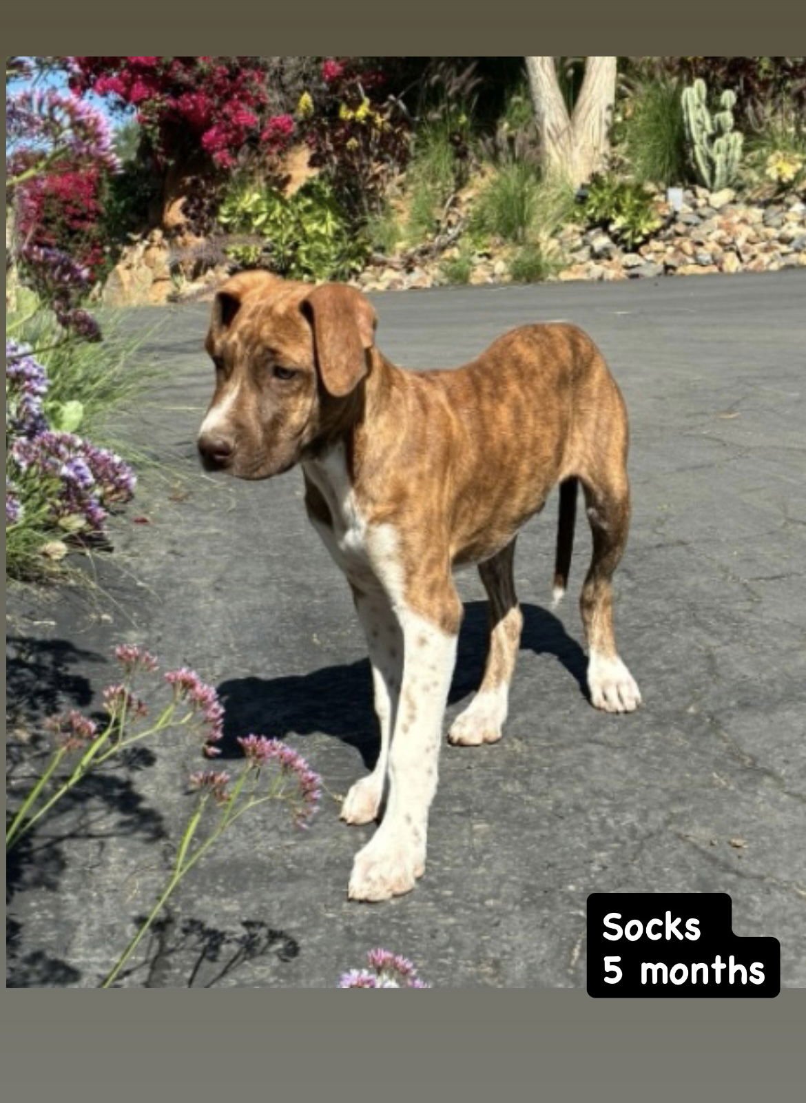 SOCKS - American Staffordshire Terrier available for adoption