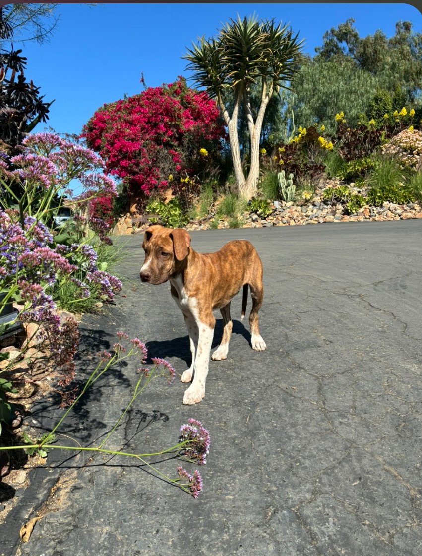 SOCKS - American Staffordshire Terrier available for adoption